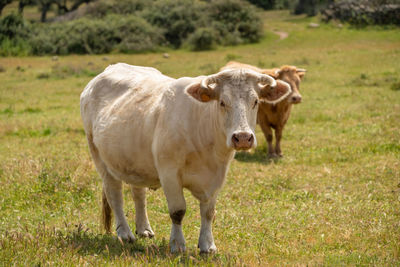 Charolais cows grazing in the meadow of extremadura, spain