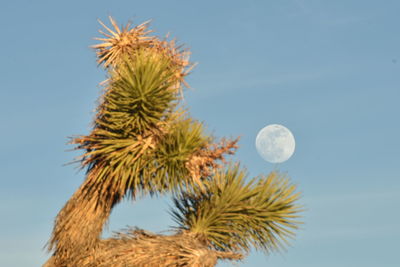 Low angle view of plant against clear blue sky