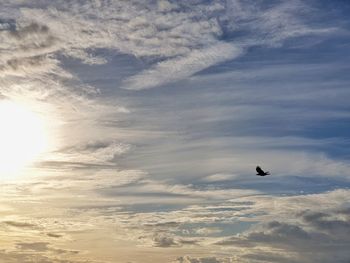 Low angle view of bird flying in sky