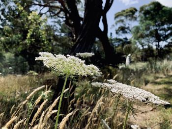 Close-up of flowering plant on tree trunk