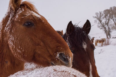 Close-up of a horse