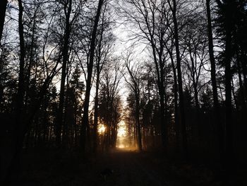 Trees in forest against sky