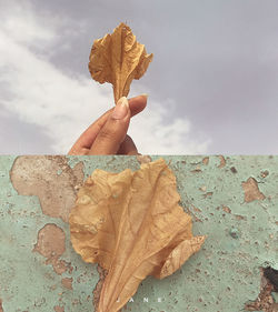 Person holding maple leaf against sky