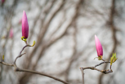 Close-up of pink flower blooming outdoors