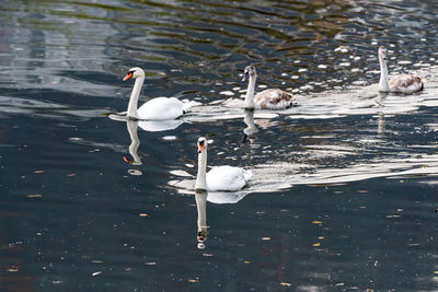 High angle view of swans swimming in lake