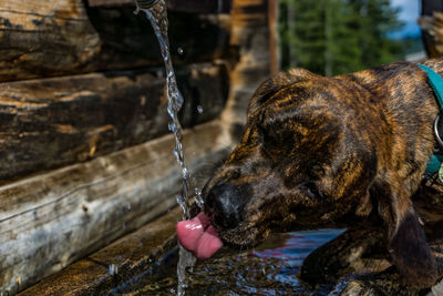 Close-up of dog drinking water