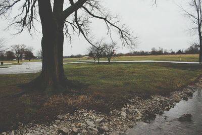 Bare trees on grassy field