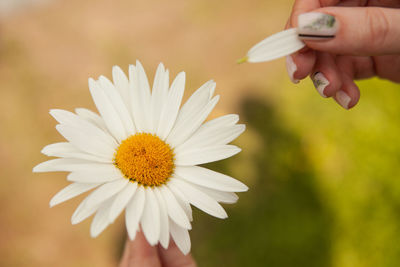 Close-up of hand holding flowering plant