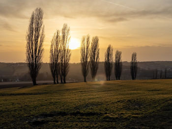 Trees on field against sky during sunset