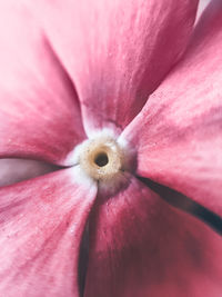 Full frame shot of pink flower