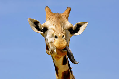 Low angle view of giraffe against clear blue sky