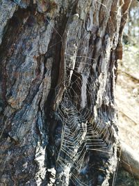 Close-up of spider web on tree trunk