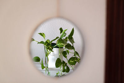 High angle view of potted plant