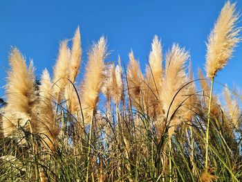 Close-up of stalks against blue sky