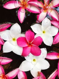 High angle view of various flowers blooming outdoors