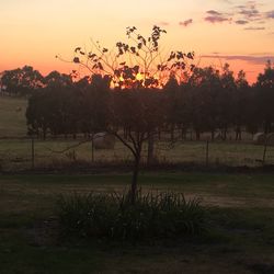 Silhouette trees on landscape against sky during sunset