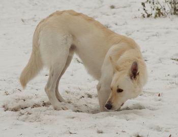 Dog on snow covered field