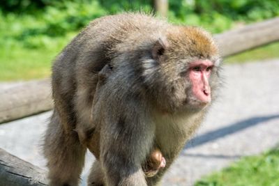 Close-up portrait of monkey