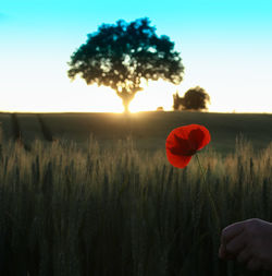 Cropped hand of person holding poppy on field during sunset