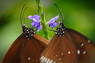 Close-up of butterfly on flower