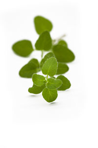 Close-up of fresh green leaves against white background