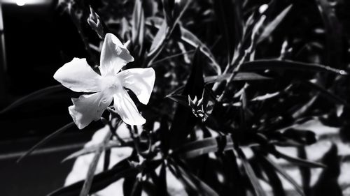 Close-up of white flowering plant