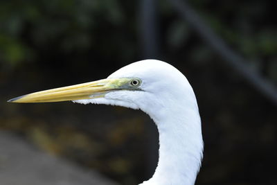 Close-up of bird