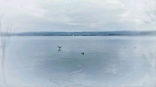 View of birds in water