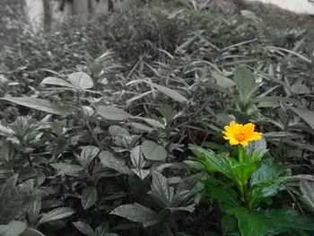 Close-up of flowers blooming on field