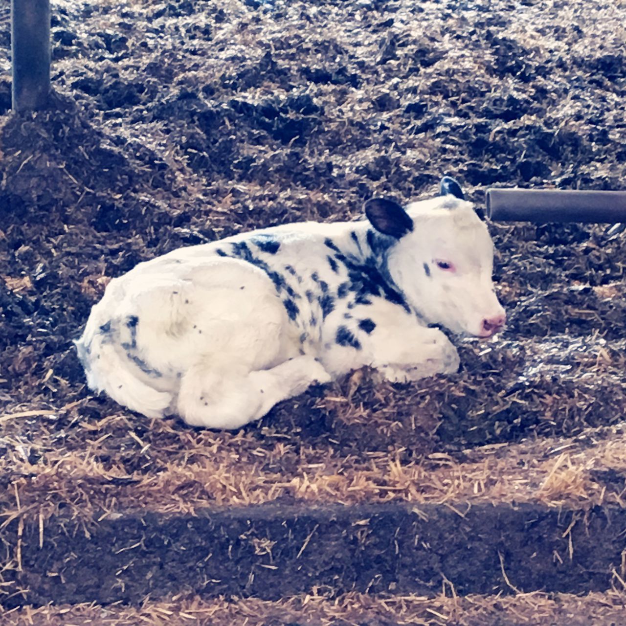 HIGH ANGLE VIEW OF A DOG SLEEPING ON FIELD