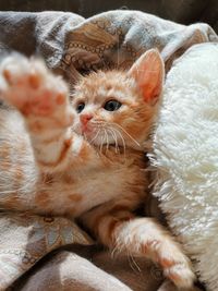 Portrait of cat lying down