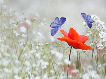 Close-up of purple flower on field