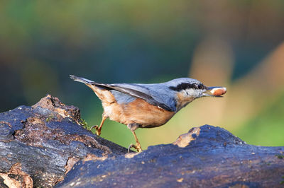 Nuthatch in