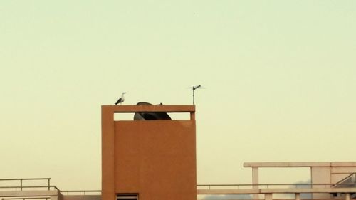 Low angle view of bird perching on built structure against clear sky