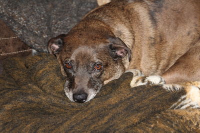 Dog lying on the ground