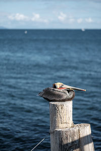 Bird perching on sea against sky