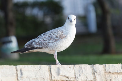 Seagull on beach