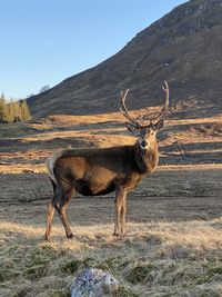 Deer standing on field against mountain