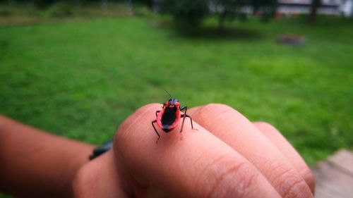 Close-up of insect on hand