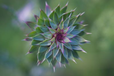 Close-up of purple flowering plant