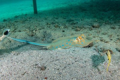 Close-up of fish swimming in sea