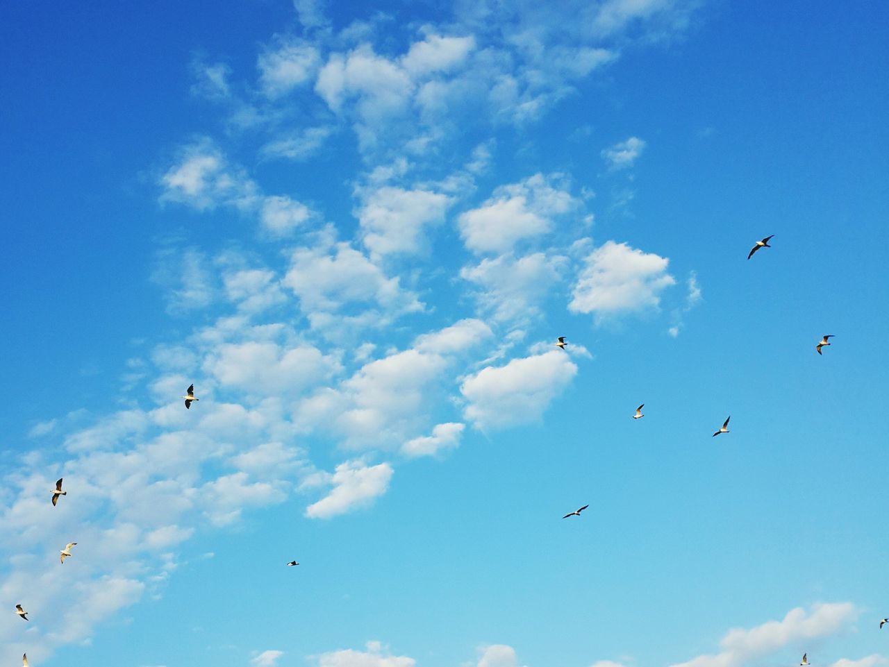 flying, low angle view, sky, mid-air, blue, cloud - sky, airplane, bird, air vehicle, transportation, cloud, nature, day, animal themes, outdoors, on the move, mode of transport, freedom, wildlife