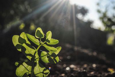 Close-up of fresh green plant