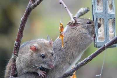 Close-up of rats in my garden