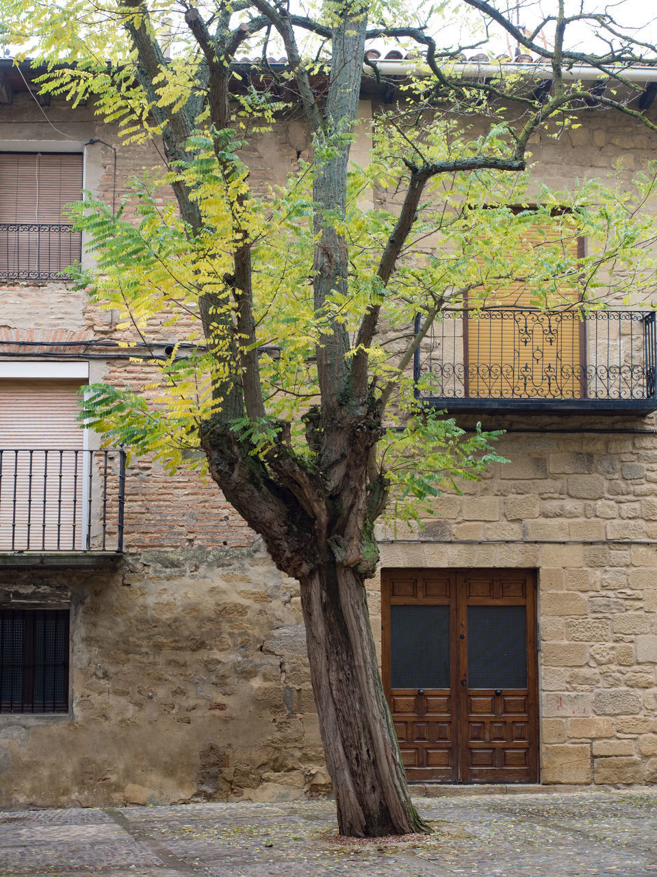 TREE OUTSIDE HOUSE