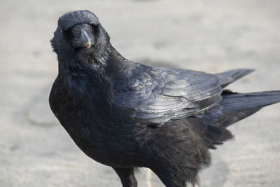 Close-up of a bird