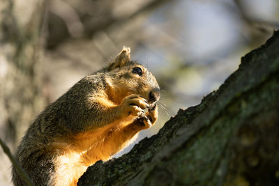 Close-up of a squirrel perched in a tree on a sunny day