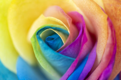 Full frame shot of purple rose