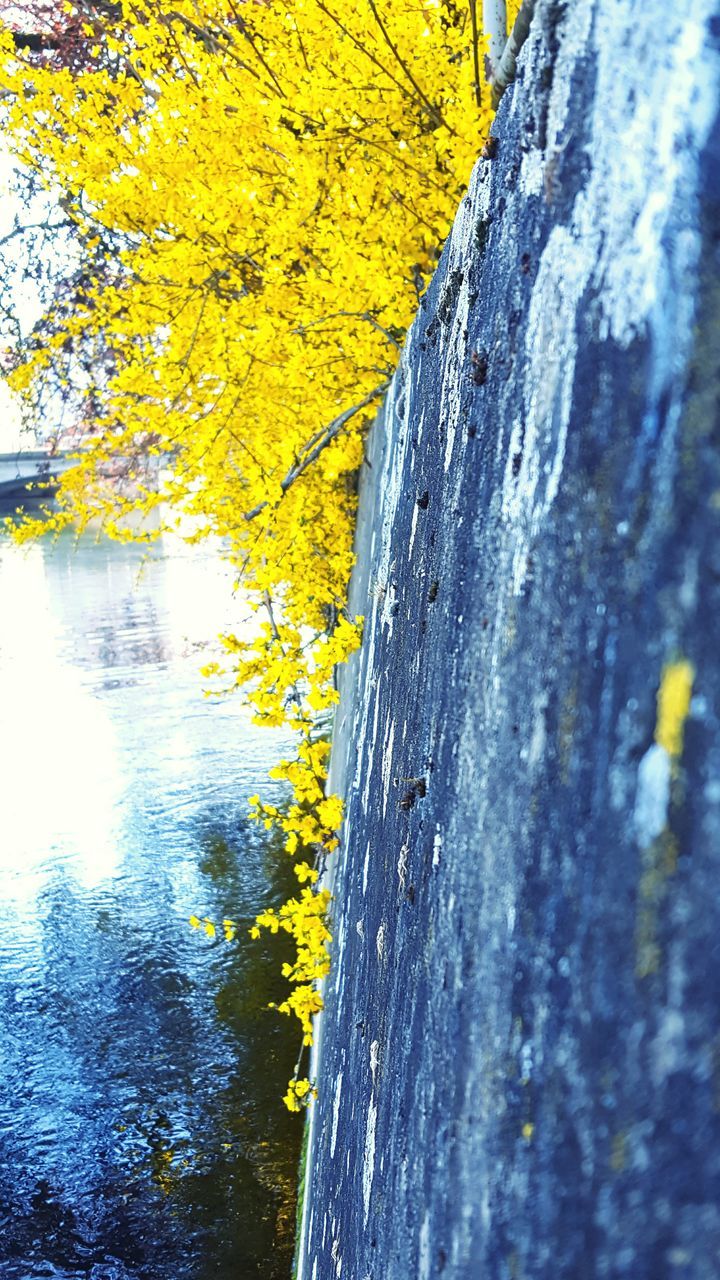 water, yellow, nature, tree, tree trunk, motion, close-up, beauty in nature, outdoors, textured, day, no people, focus on foreground, rock - object, flowing, sunlight, flowing water, growth, scenics, splashing