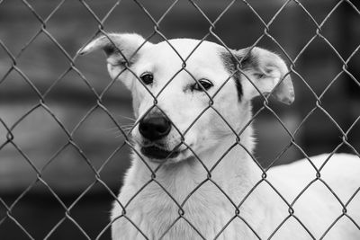 Portrait of dog seen through chainlink fence